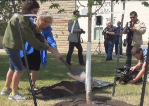 Planting the tree